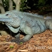 iguana_blue_qebp_gc_h_0190_cay0661.jpg
